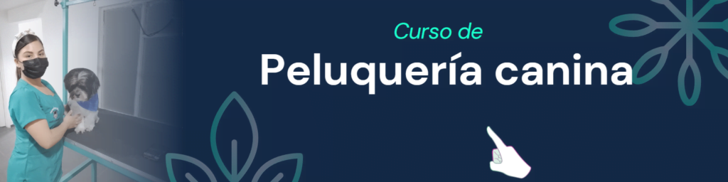 Curso de peluqueria canina